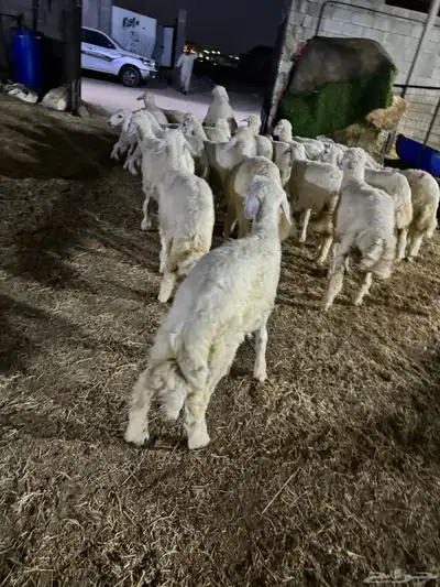 فواخر الغربية حري وسواكن ونجد 15