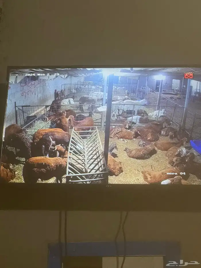 فواخر الغربية حري وسواكن ونجد 12