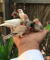 للبيع محميه طيور انشاء تصميم حظيره 6
