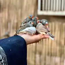للبيع محميه طيور انشاء تصميم حظيره 5