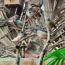 للبيع محميه طيور انشاء تصميم حظيره 1