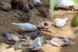 للبيع محميه طيور انشاء تصميم حظيره 7