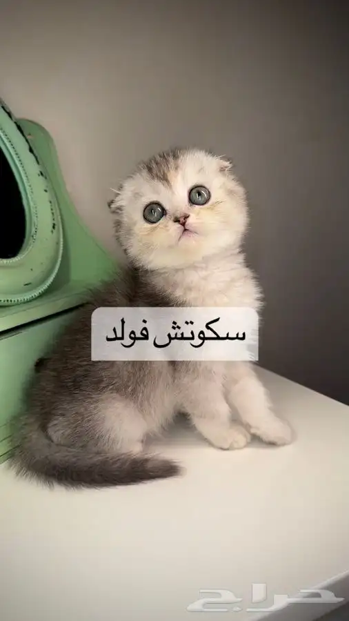 قطط اقساط تقسيط قطط تمارا قطط تابي سكوتش فولد هاف بيكي كيتن 0