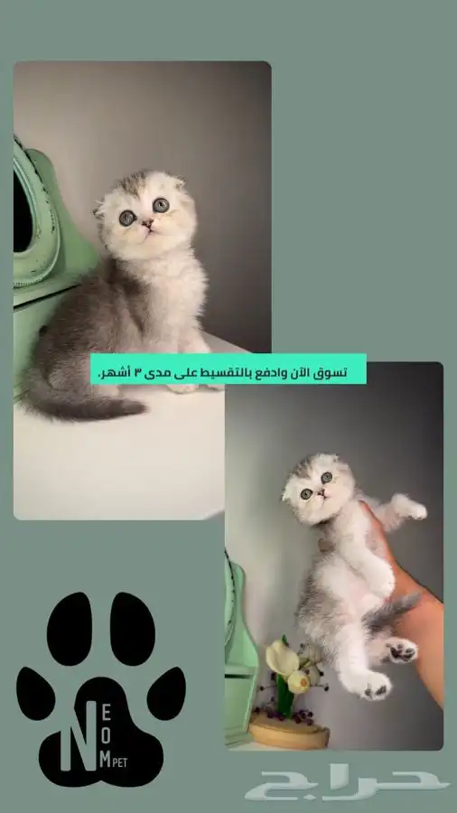 قطط اقساط تقسيط قطط تمارا قطط تابي سكوتش فولد هاف بيكي كيتن 1