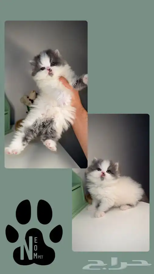 قطط اقساط تقسيط قطط تمارا قطط تابي سكوتش فولد هاف بيكي كيتن 7