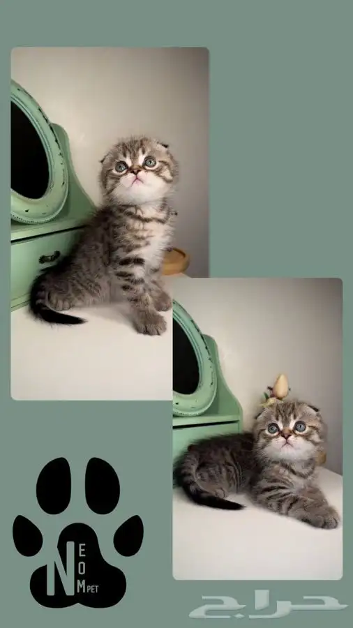 قطط اقساط تقسيط قطط تمارا قطط تابي سكوتش فولد هاف بيكي كيتن 4