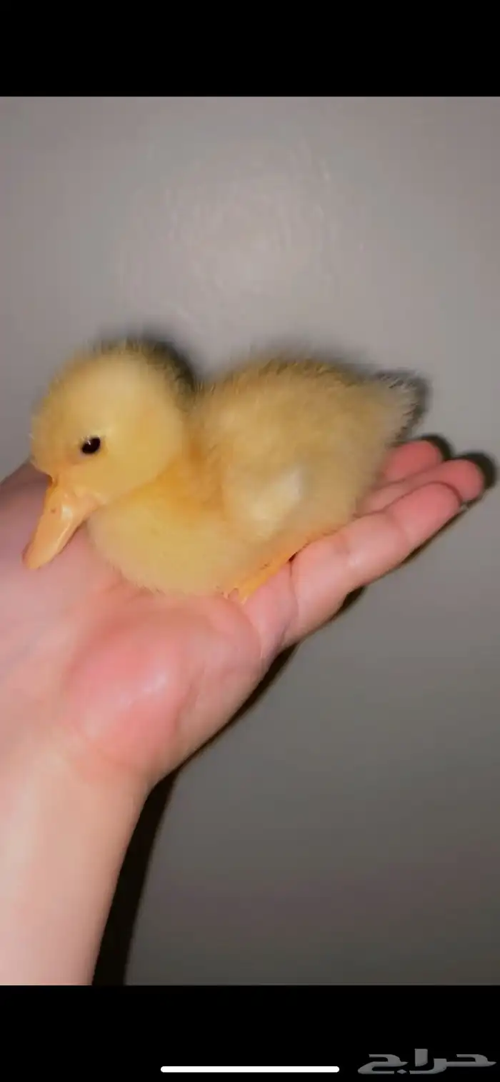 صوص بط بكيني للبيع اصفر صافي نقي 0