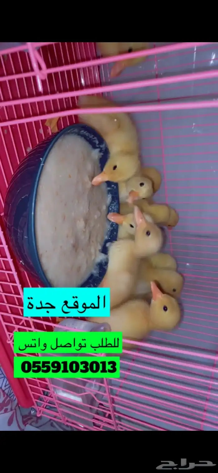 صوص بط بكيني للبيع اصفر صافي نقي 5