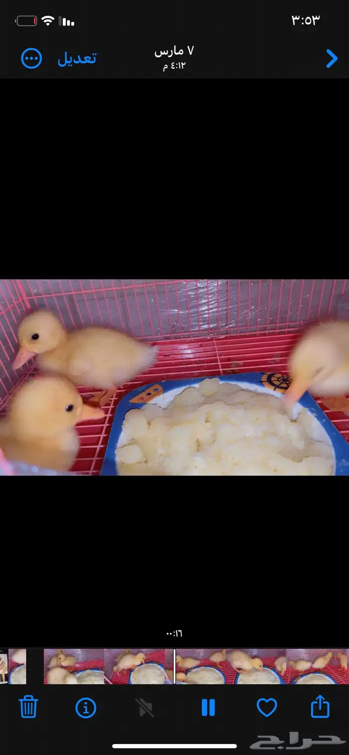 صوص بط بكيني للبيع اصفر صافي نقي 10