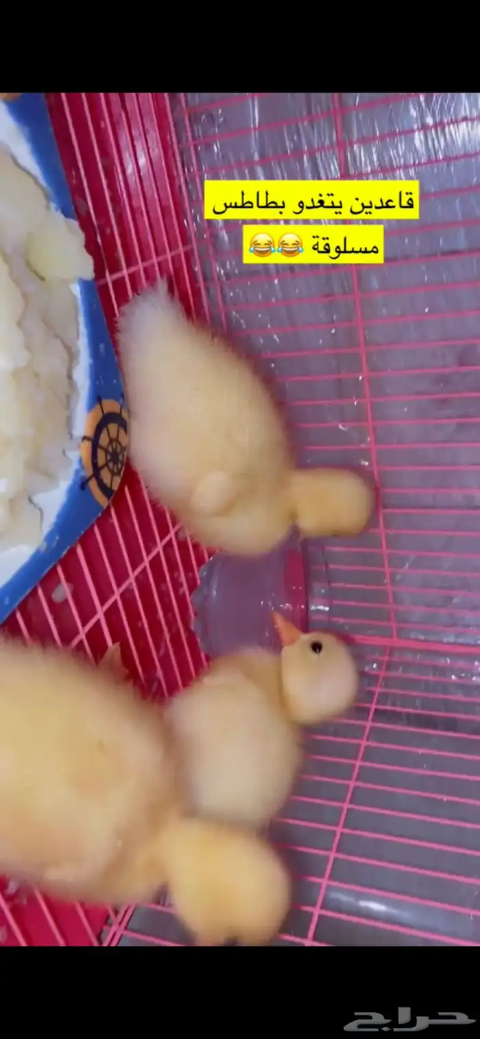 صوص بط بكيني للبيع اصفر صافي نقي 9