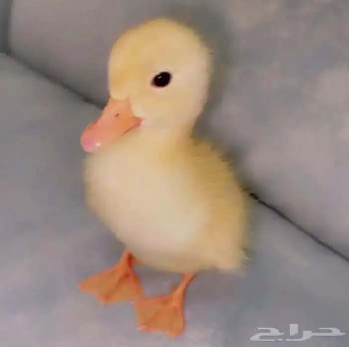 صوص بط بكيني للبيع اصفر صافي نقي 7