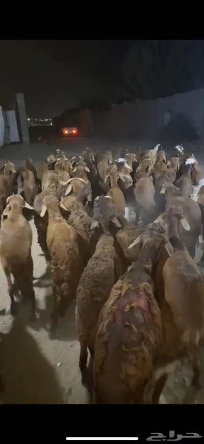 فواخر الغربية حري وسواكن ونجد 9