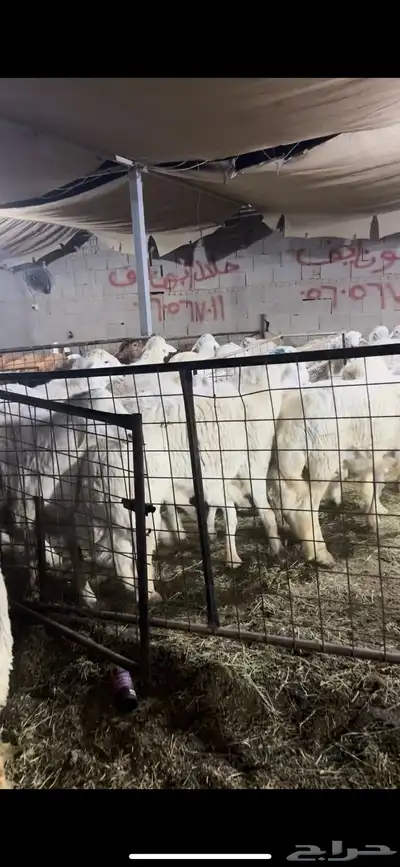 فواخر الغربية حري وسواكن ونجد 4