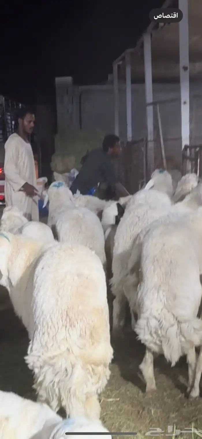 فواخر الغربية حري وسواكن ونجد 2