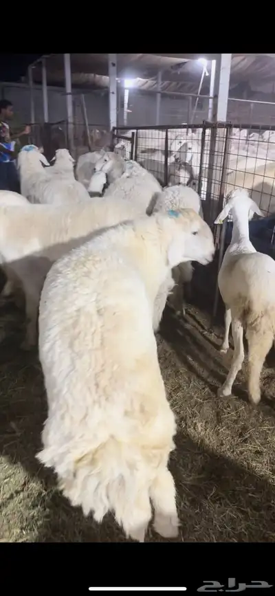فواخر الغربية حري وسواكن ونجد 0