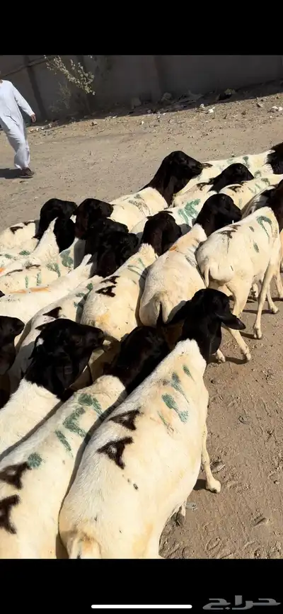 فواخر الغربية حري وسواكن ونجد 14