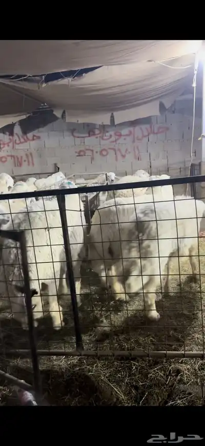فواخر الغربية حري وسواكن ونجد 5