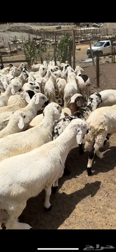 فواخر الغربية حري وسواكن ونجد 23