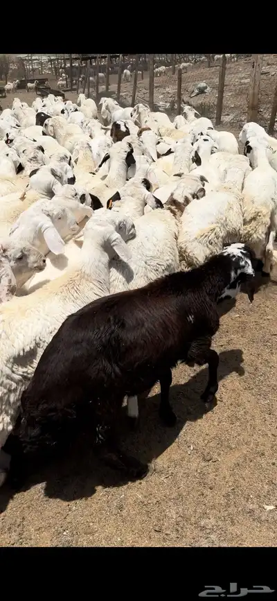 فواخر الغربية حري وسواكن ونجد 20