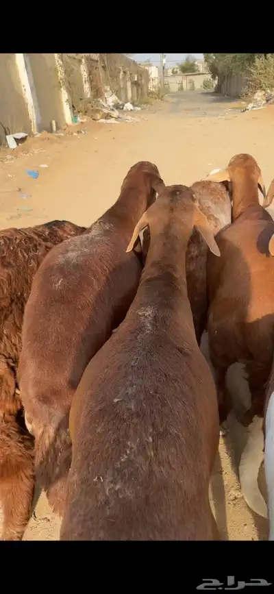 فواخر الغربية حري وسواكن ونجد 7