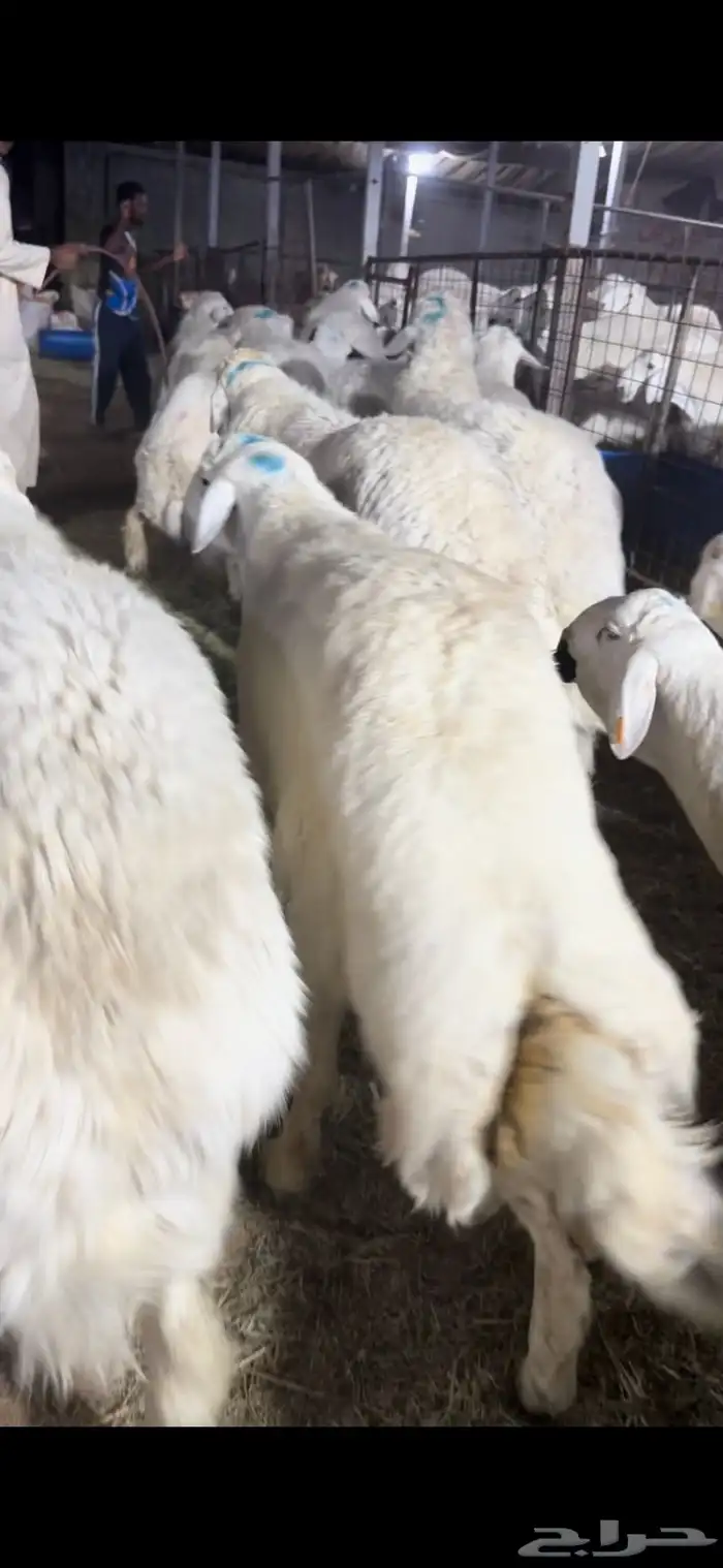 فواخر الغربية حري وسواكن ونجد 1