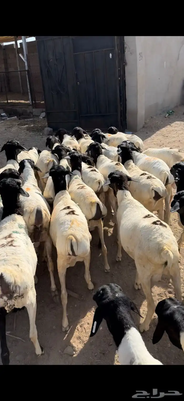 فواخر الغربية حري وسواكن ونجد 13