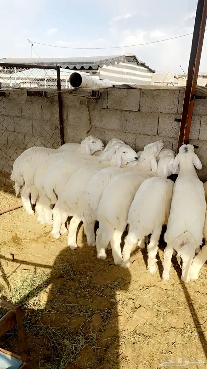 خرفان و رخال على الشرط 2