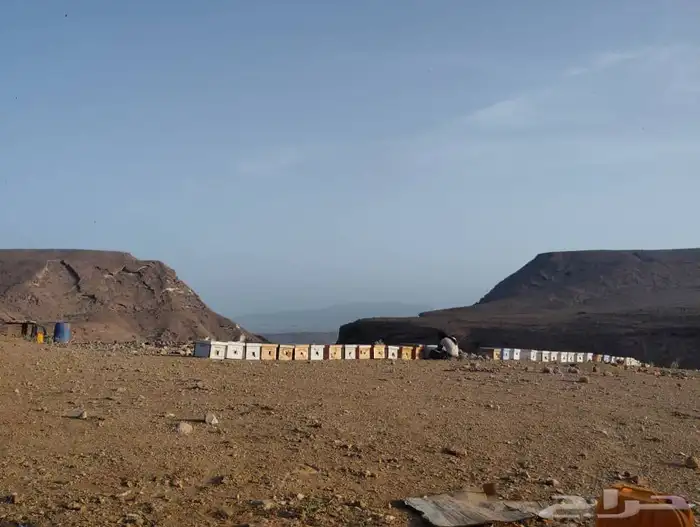 العسل السدر اليمني الأصلي الذي يحبه قلبك 4