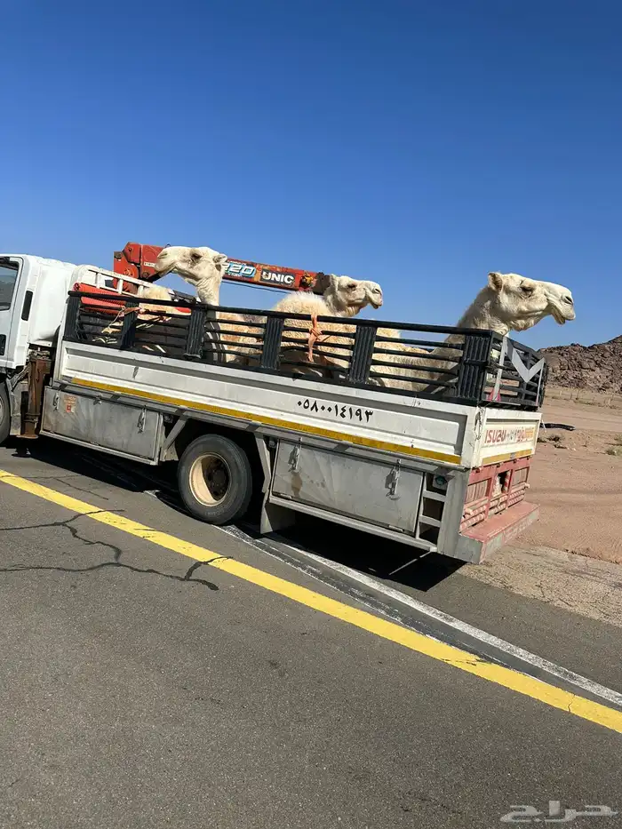 دناء هدروليك لتحميل الابل وغيرها داخل الحناكيه وخارجها 0
