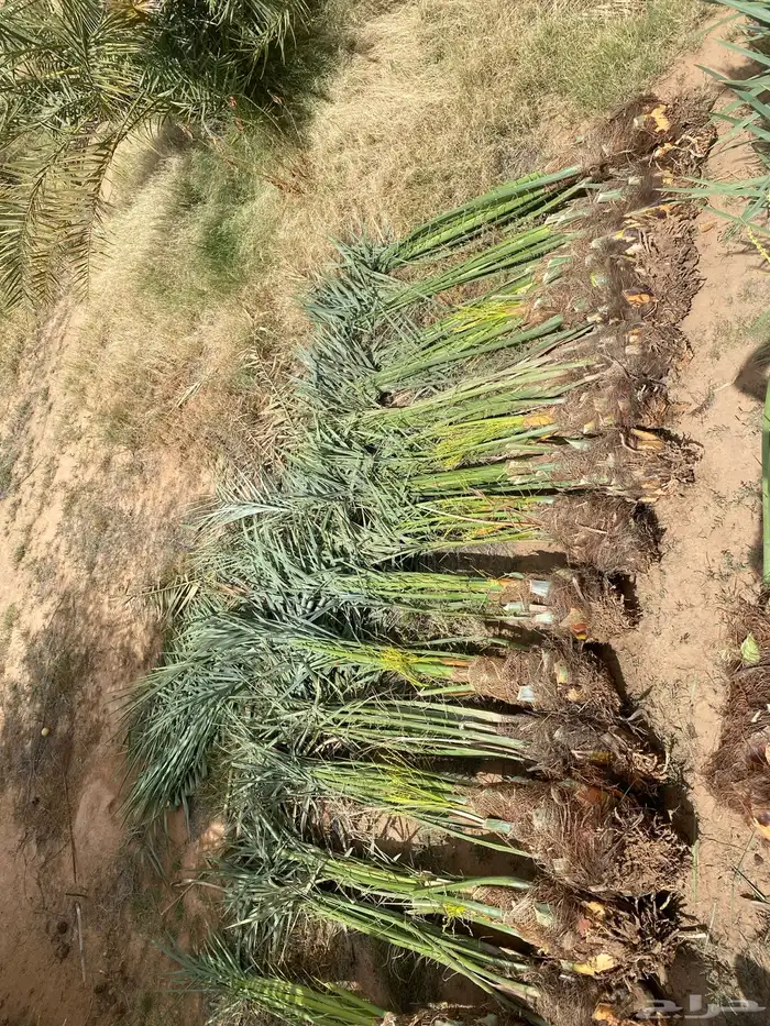 نخيل مثمر طالع علا الجوف 2