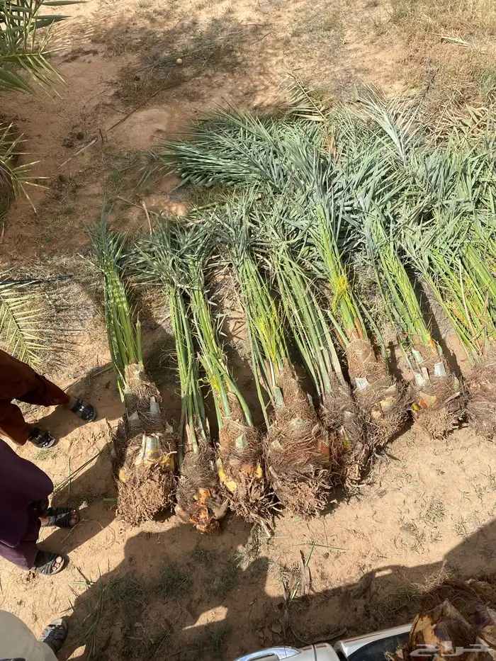 نخيل مثمر طالع علا الجوف 3