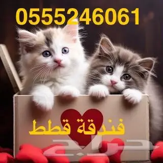فندقة قطط وطيور - الرياض - حي المصيف 0