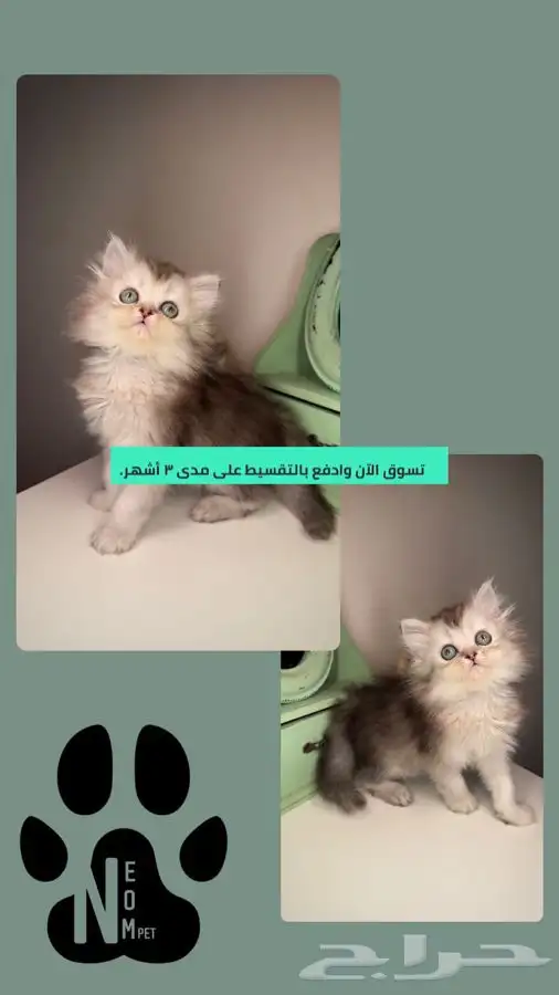 هاف بيكي بيرشن شيرازي سكوتش فولد قطط تقسيط انثى ذكر قطه قطوه 1