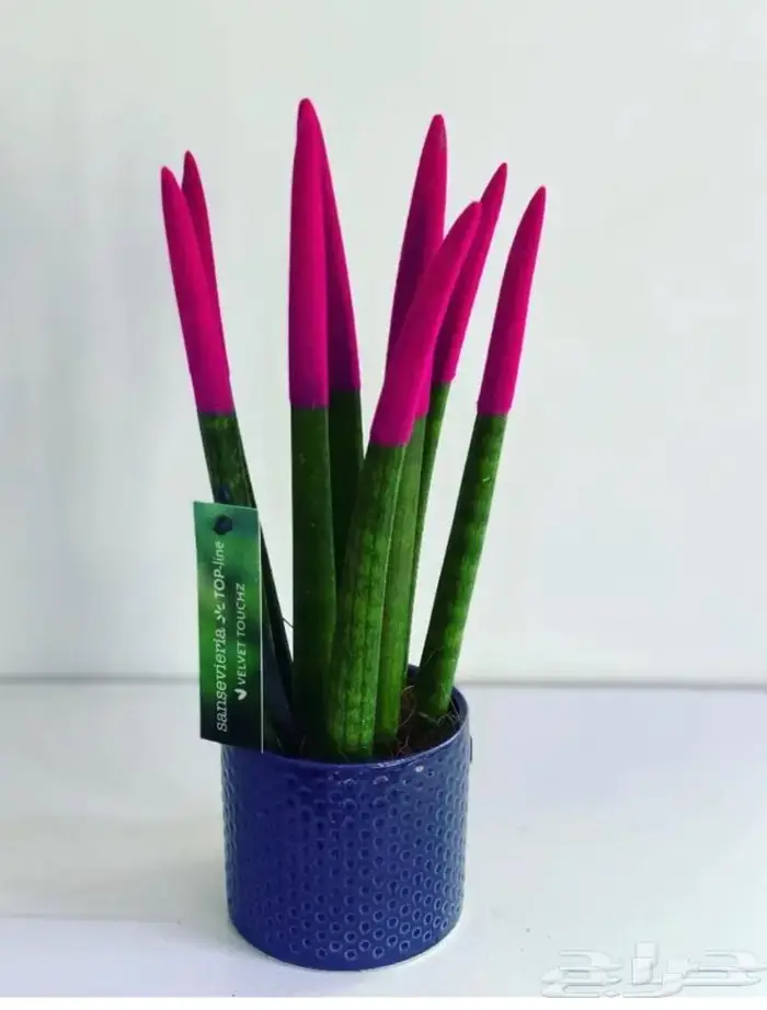 مجموعه جديده من النباتات الداخليه. بأسعار منافسه. 3