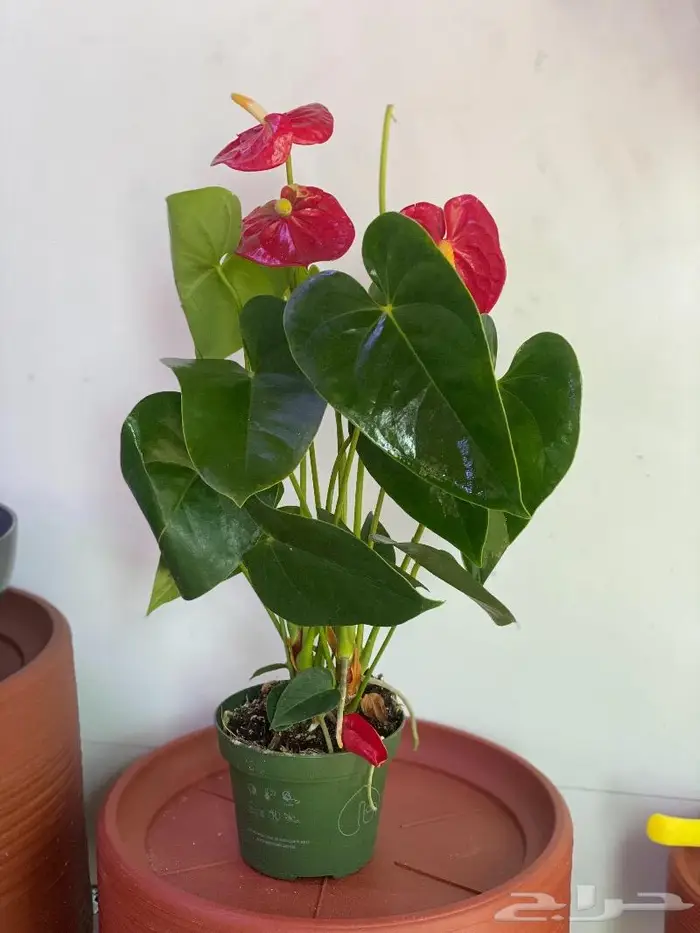 مجموعه جديده من النباتات الداخليه. بأسعار منافسه. 1