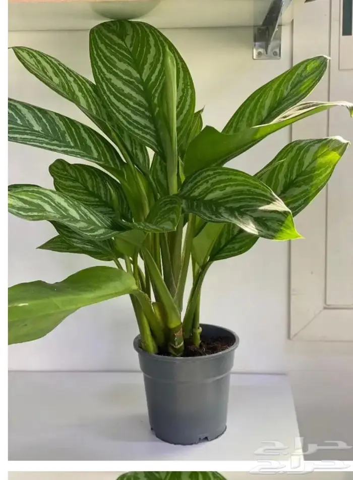 مجموعه جديده من النباتات الداخليه. بأسعار منافسه. 9