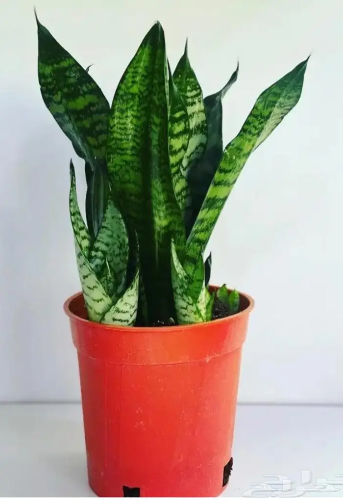 مجموعه جديده من النباتات الداخليه. بأسعار منافسه. 7