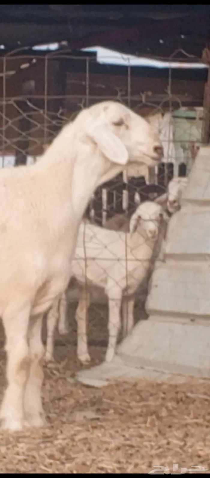 مشروع فحل ابرص تم بيعه 3