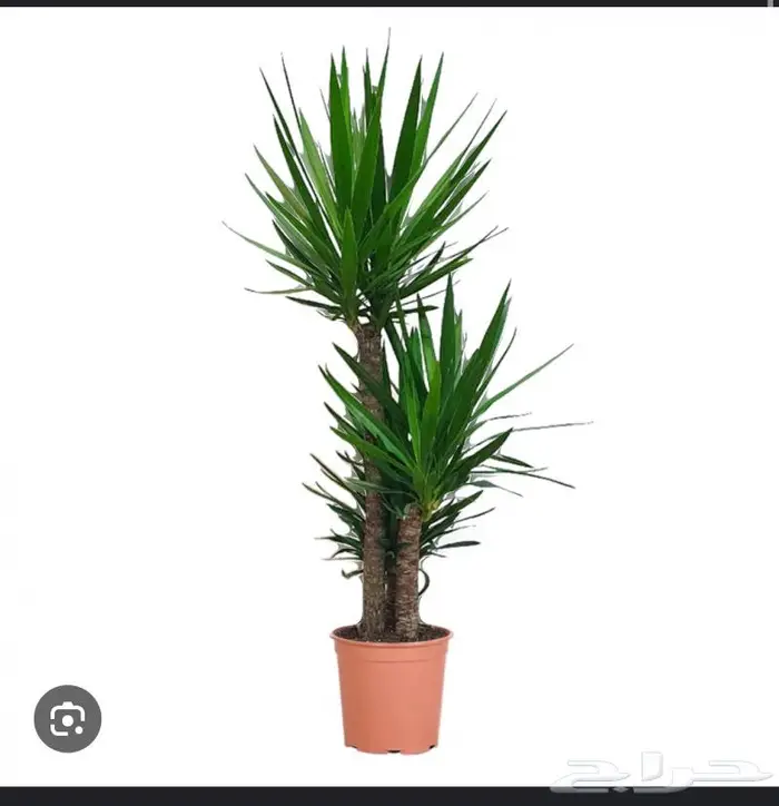 مجموعه جديده من النباتات الداخليه. بأسعار منافسه. 2