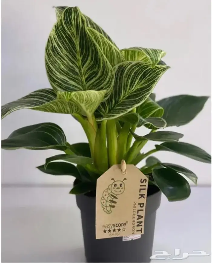 مجموعه جديده من النباتات الداخليه. بأسعار منافسه. 6