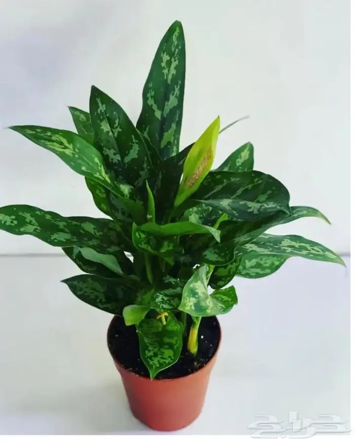 مجموعه جديده من النباتات الداخليه. بأسعار منافسه. 5