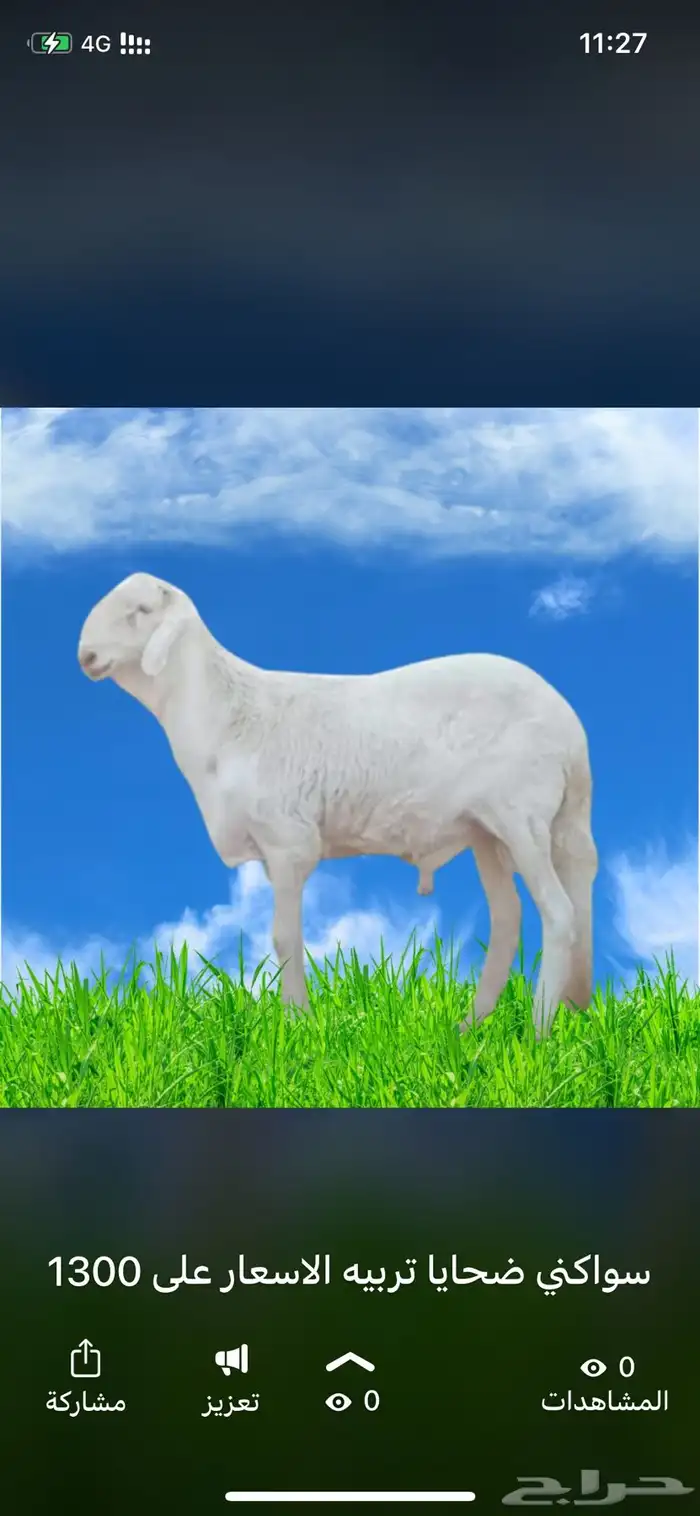 ذبائح سواكني تربيه 0