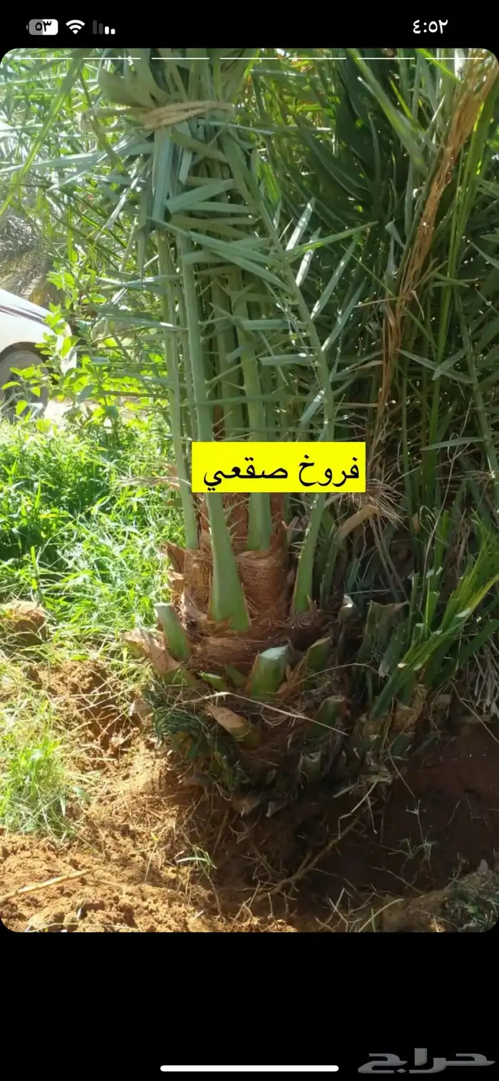 نخيل مثمر طالع علا الجوف 4