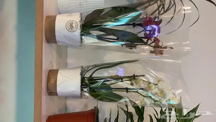 مجموعه جديده من النباتات الداخليه. بأسعار منافسه. 14