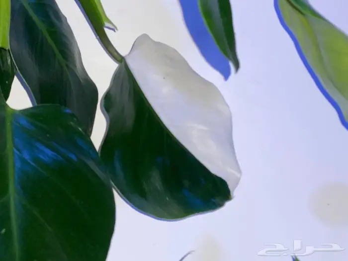 مجموعه جديده من النباتات الداخليه. بأسعار منافسه. 10