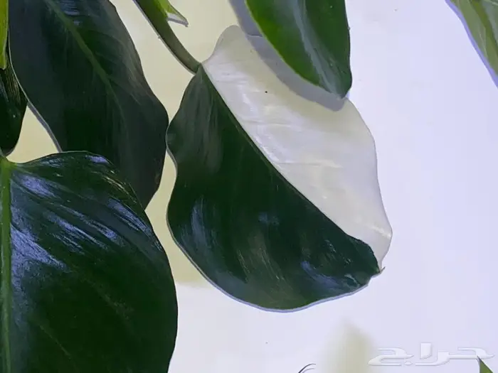 مجموعه جديده من النباتات الداخليه. بأسعار منافسه. 11