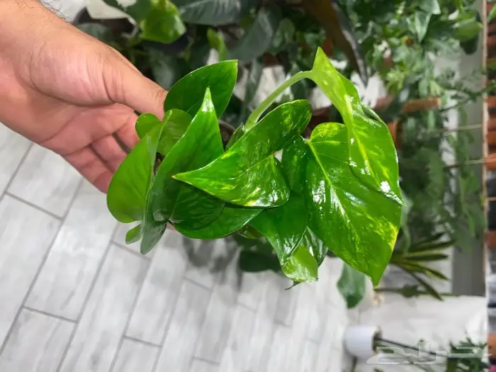 مجموعه جديده من النباتات الداخليه. بأسعار منافسه. 13