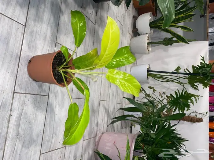 مجموعه جديده من النباتات الداخليه. بأسعار منافسه. 15