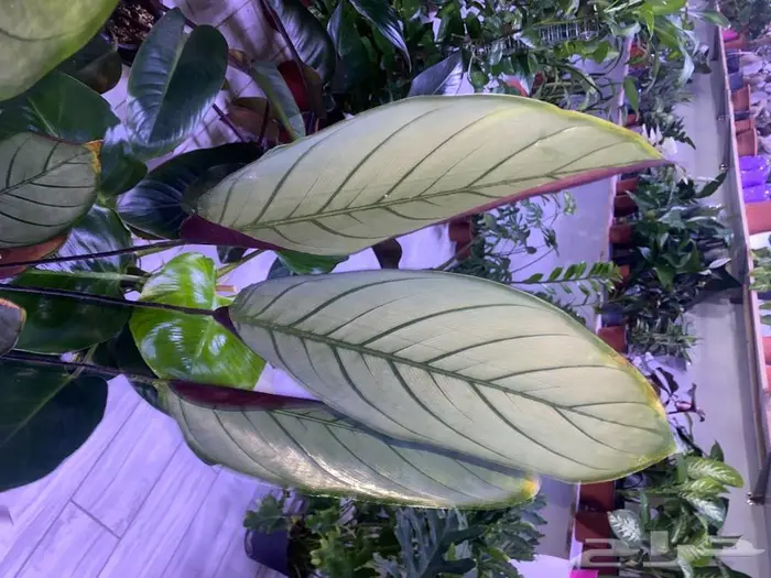 مجموعه جديده من النباتات الداخليه. بأسعار منافسه. 16