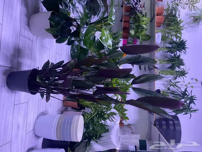 مجموعه جديده من النباتات الداخليه. بأسعار منافسه. 18